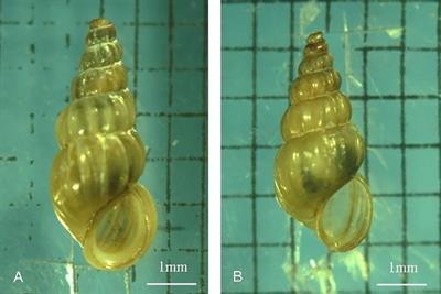 Comparative proteomics analysis of Schistosoma japonicum developed in different Oncomelania snails as intermediate hosts